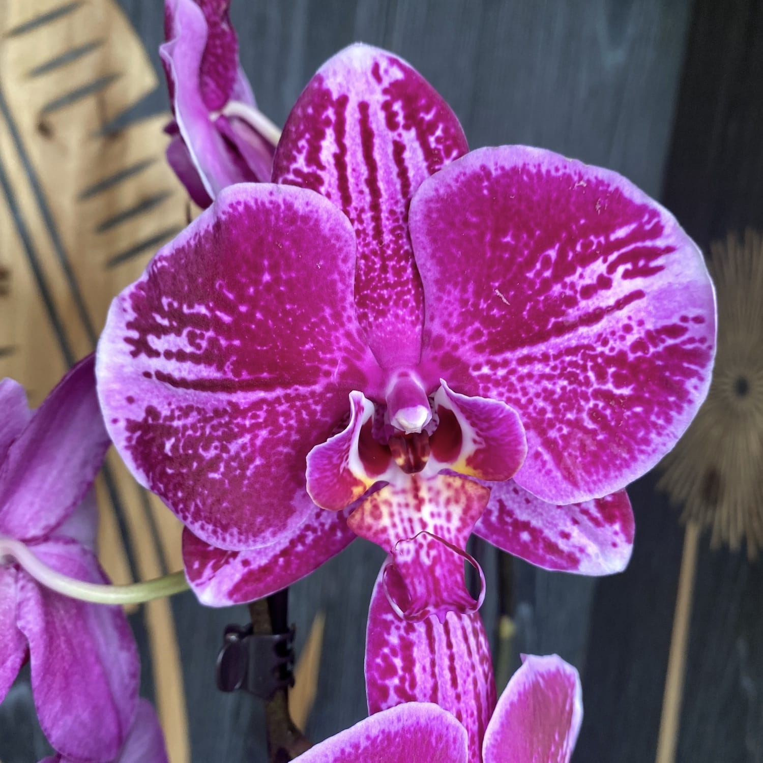 Phalaenopsis Fortune Teller