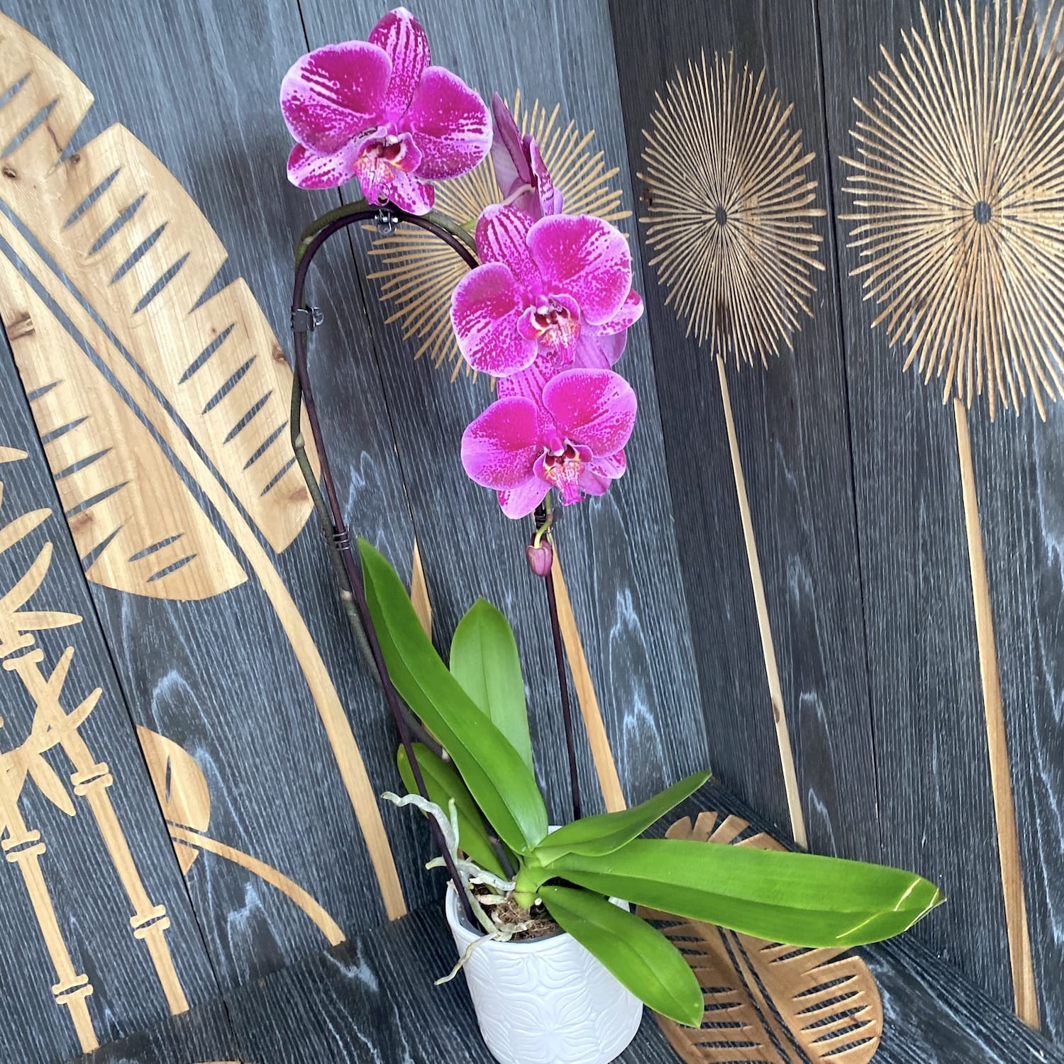 Phalaenopsis Fortune Teller