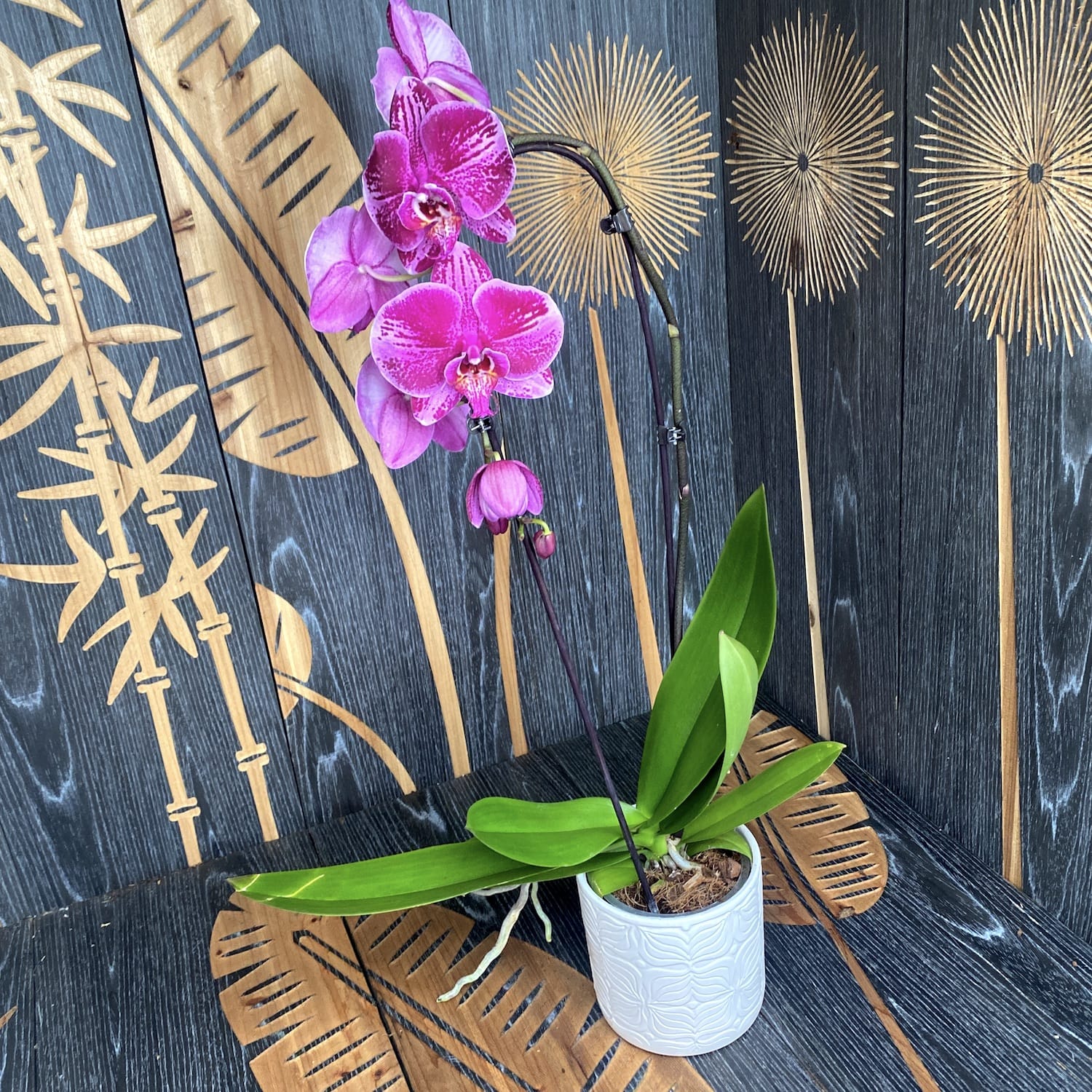 Phalaenopsis Fortune Teller