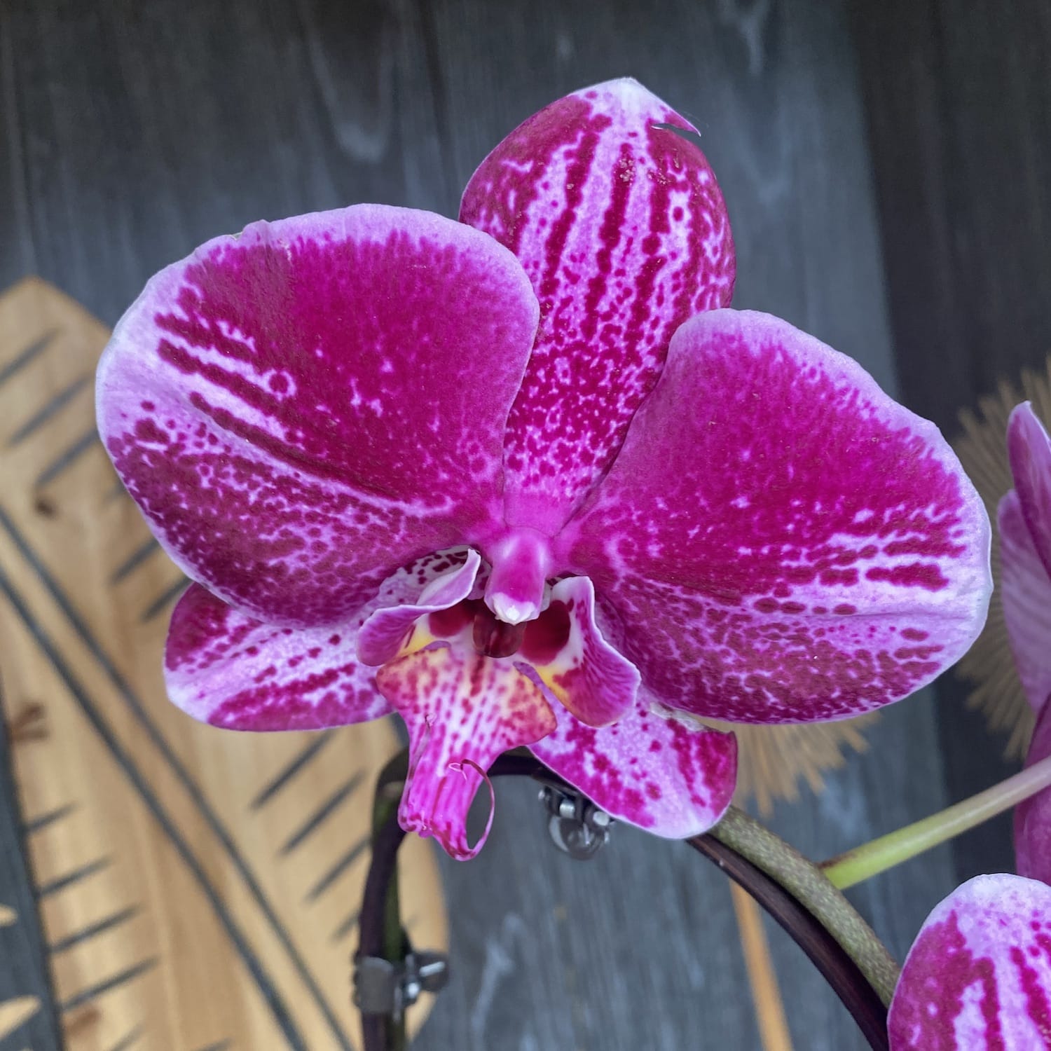 Phalaenopsis Fortune Teller