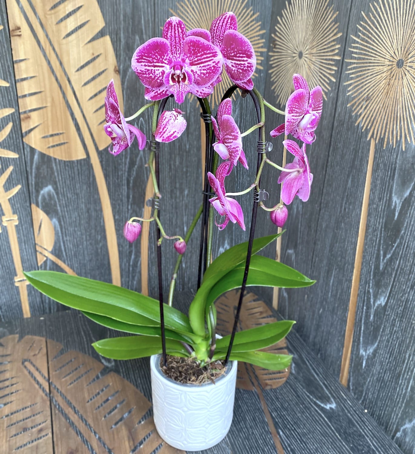 Phalaenopsis Fortune Teller