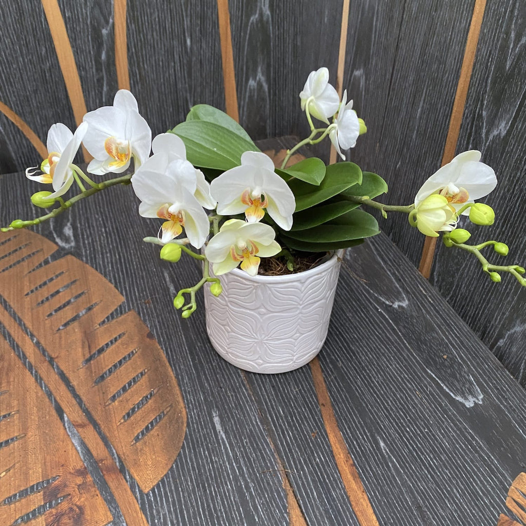 Phalaenopsis French Blonde