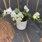 Phalaenopsis Francúzska Blondína
