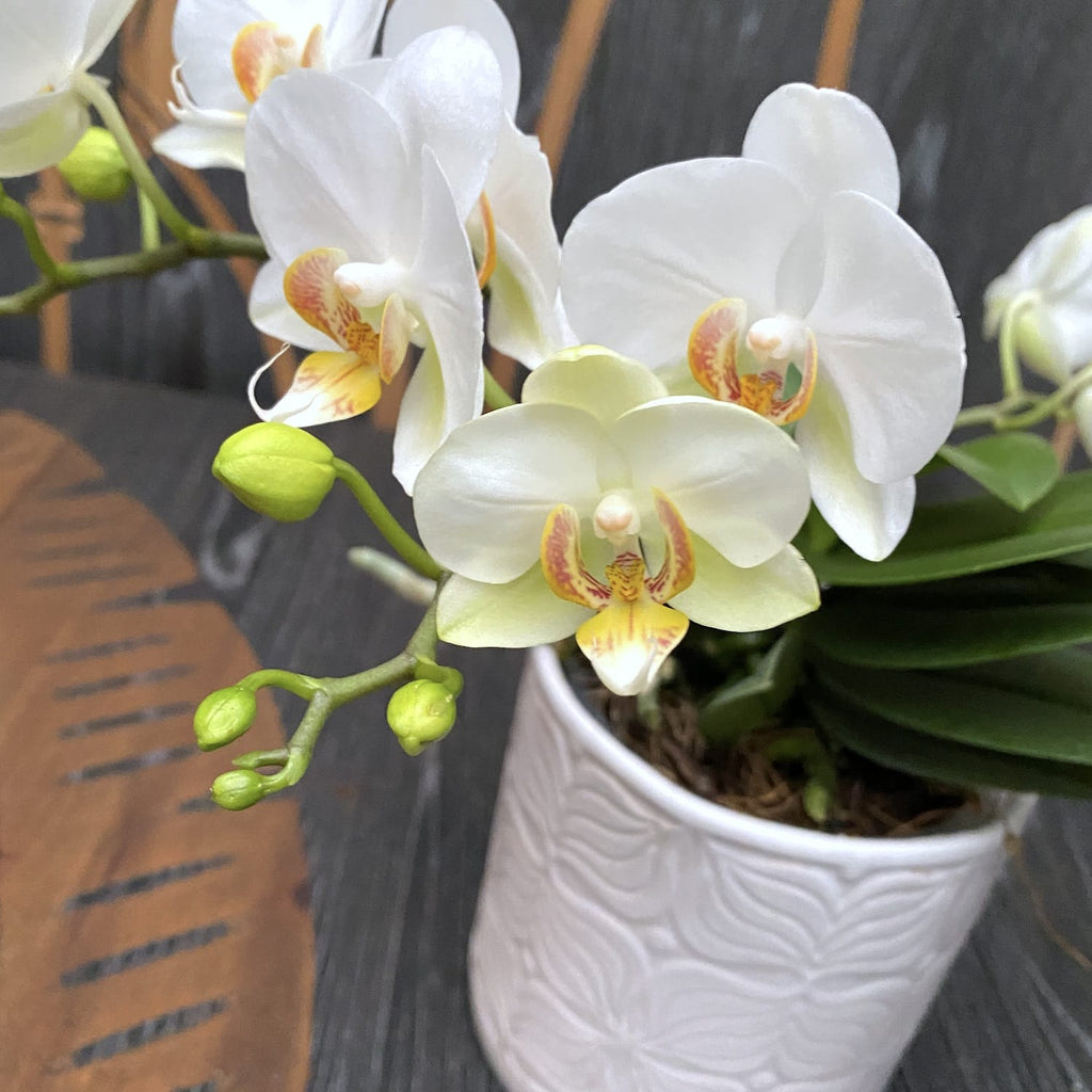 Phalaenopsis French Blonde