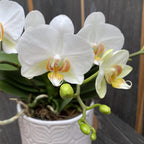 Phalaenopsis Francúzska Blondína