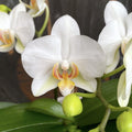 Phalaenopsis Francúzska Blondína
