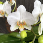 Phalaenopsis Francúzska Blondína