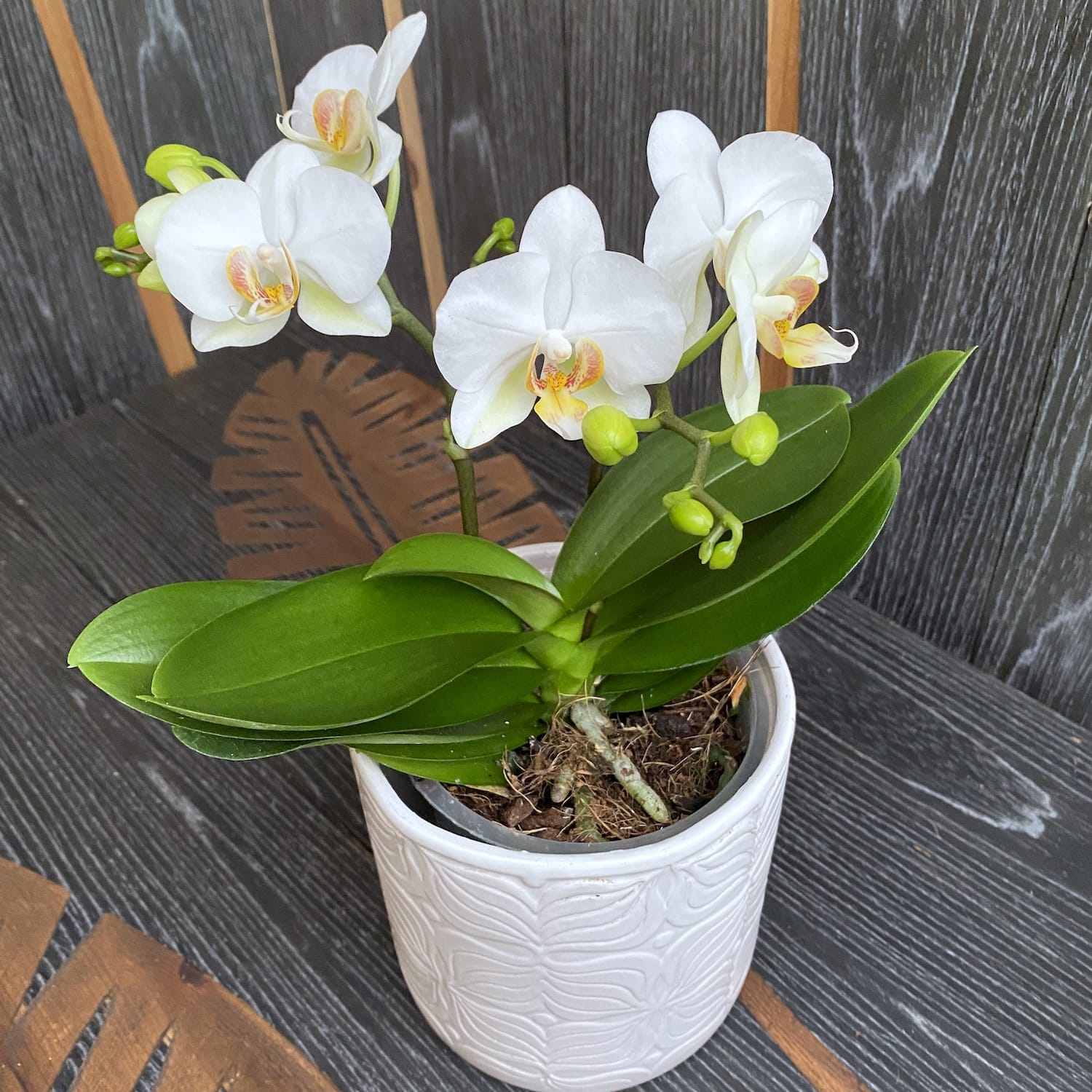 Phalaenopsis French Blonde