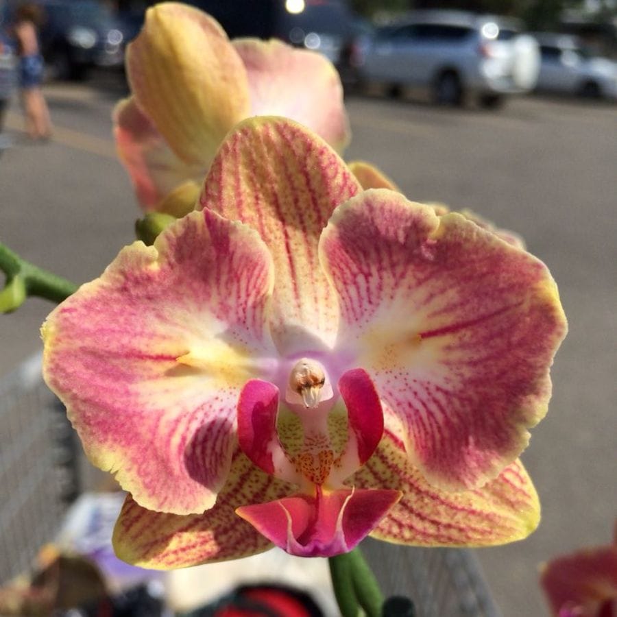 Phalaenopsis Fuller's Gold Stripe '458' (peloric - butterfly)