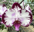Phalaenopsis Fuller's Mask 'Smile'