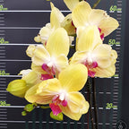 Phalaenopsis Fuller's Sunset '647' (peloric)