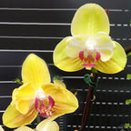 Phalaenopsis Fuller's Sunset '647' (peloric)