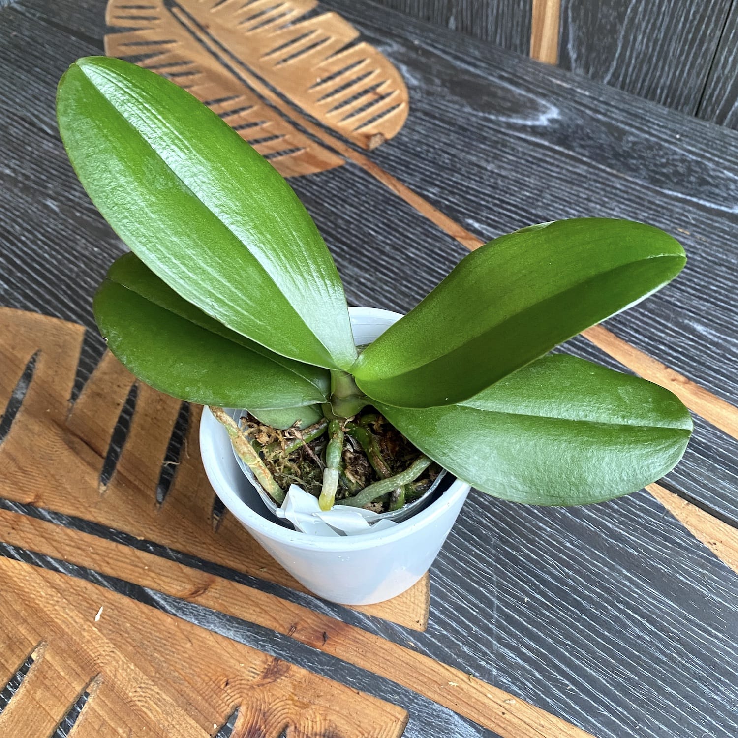 Phalaenopsis Fuller's Sunset '647' (peloric)