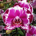 Phalaenopsis Gan Lin Fairy '80407'