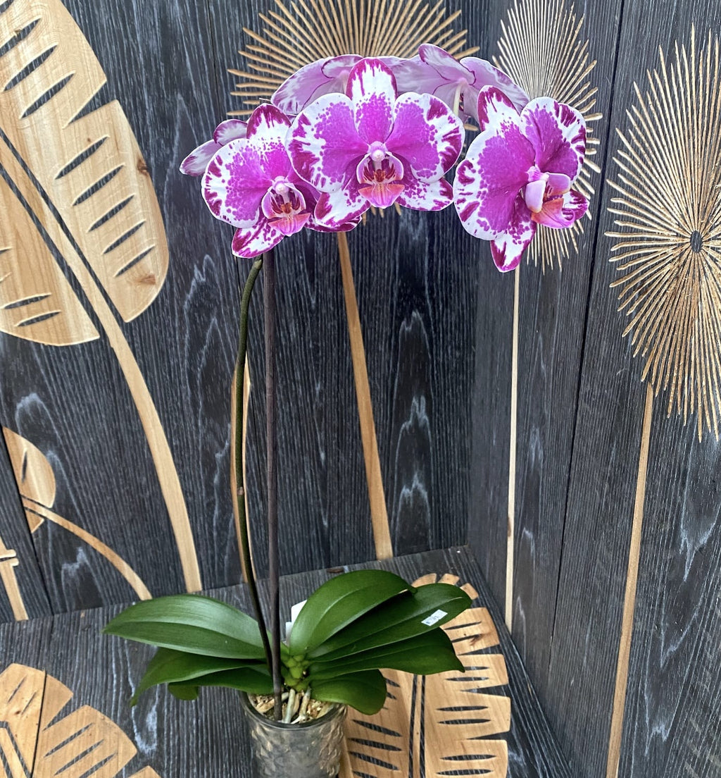 Phalaenopsis Gan Lin Fairy '80407' (duże kwiaty - 9cm) - wariant 01