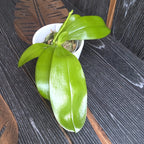 Phalaenopsis Germaine Vincent var. blue - fiori profumati