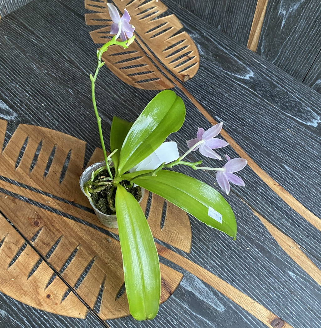 Phalaenopsis Germaine Vincent var. blau × lueddemanniana var. coerulea