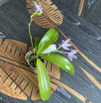 Phalaenopsis Germaine Vincent var. kék × lueddemanniana var. kékes