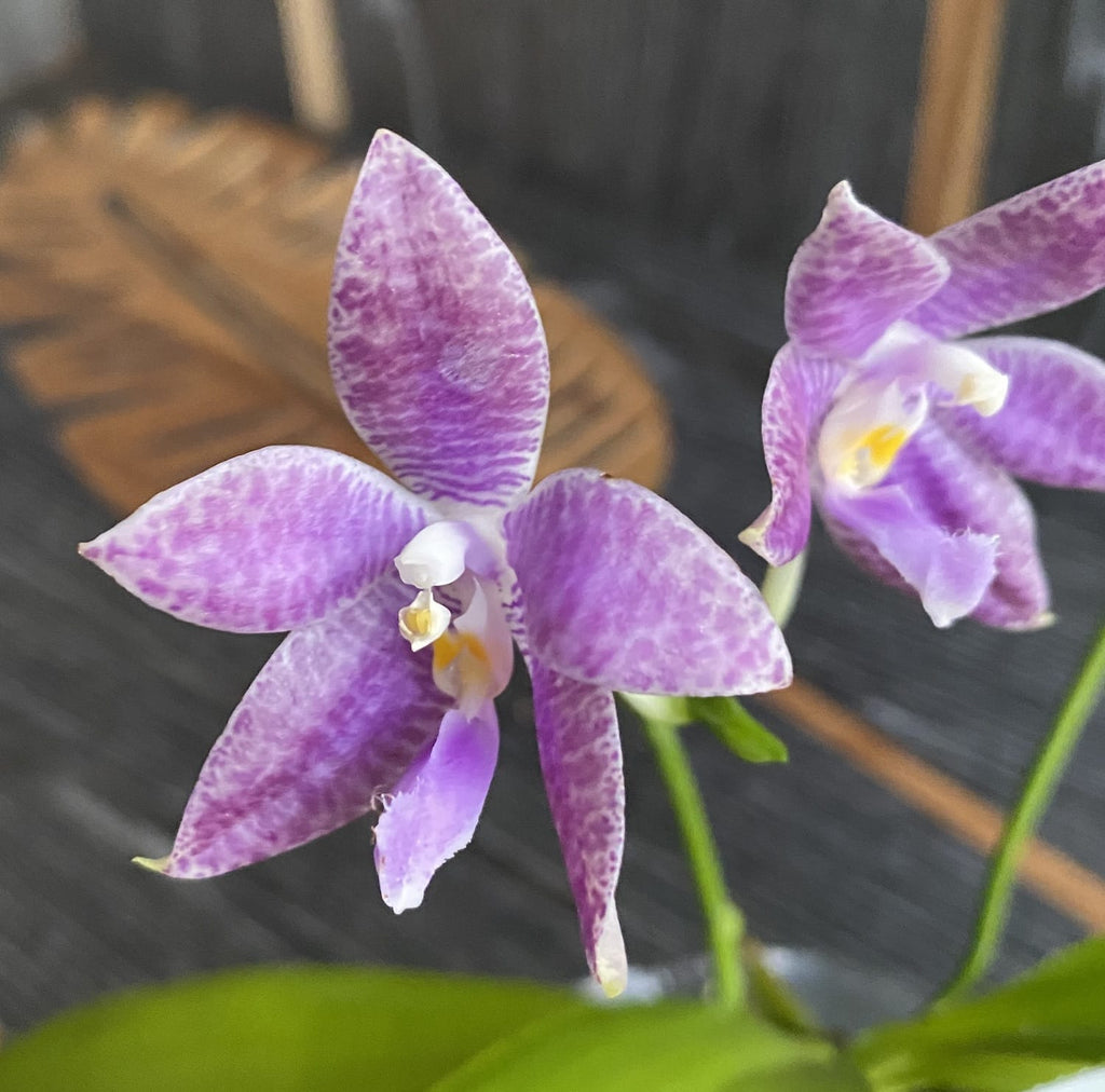 Phalaenopsis Germaine Vincent var. blau × lueddemanniana var. coerulea