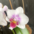 Φαλαίνοψις Γκλάντ Χάτερ (Κουρασάο)