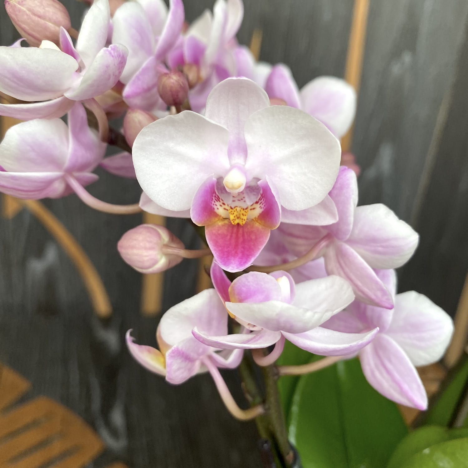 Phalaenopsis Glad Hatter (Curacao) - 2 plante/ghiveci