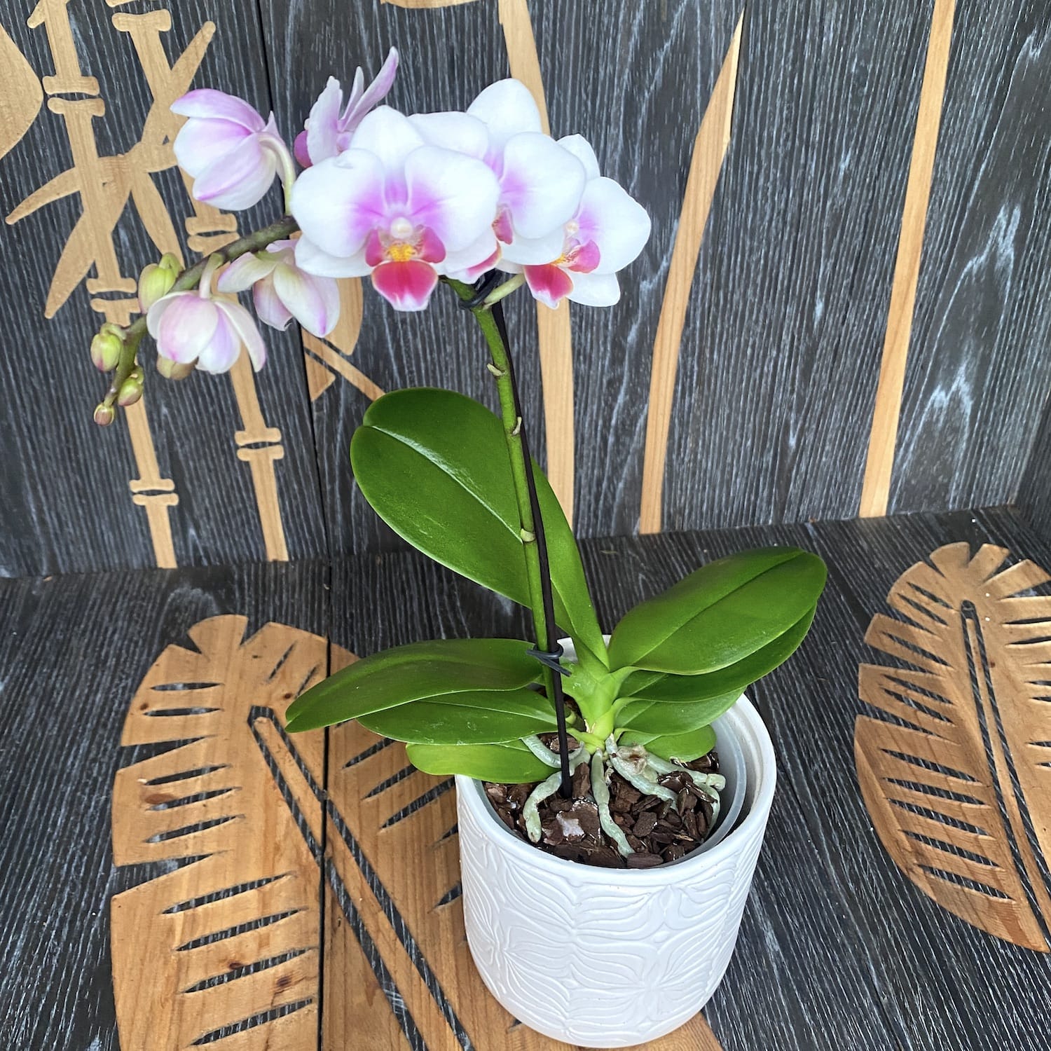 Phalaenopsis Glad Hatter (Curacao)
