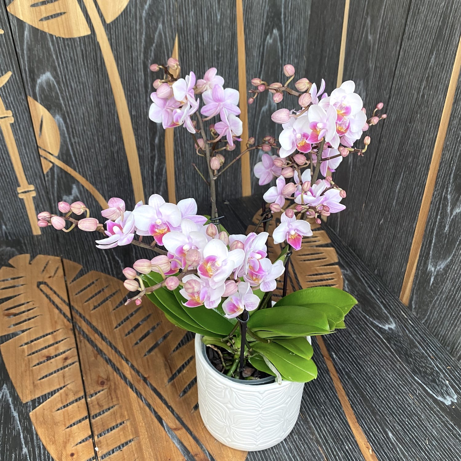 Phalaenopsis Glad Hatter (Curacao) - 2 plante/ghiveci