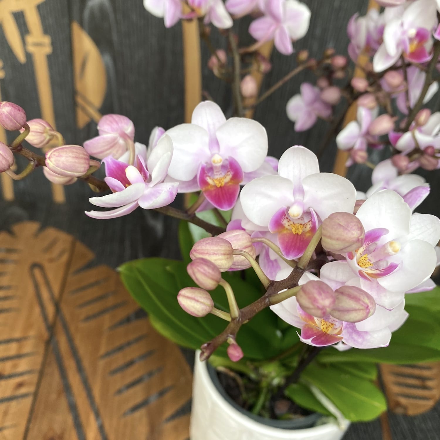 Phalaenopsis Glad Hatter (Curacao) - 2 plante/ghiveci