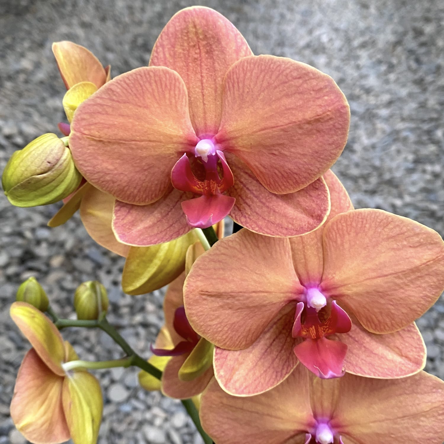 Phalaenopsis Golden Brick (Brother Lee)