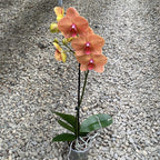 Phalaenopsis Golden Brick (Brother Lee)