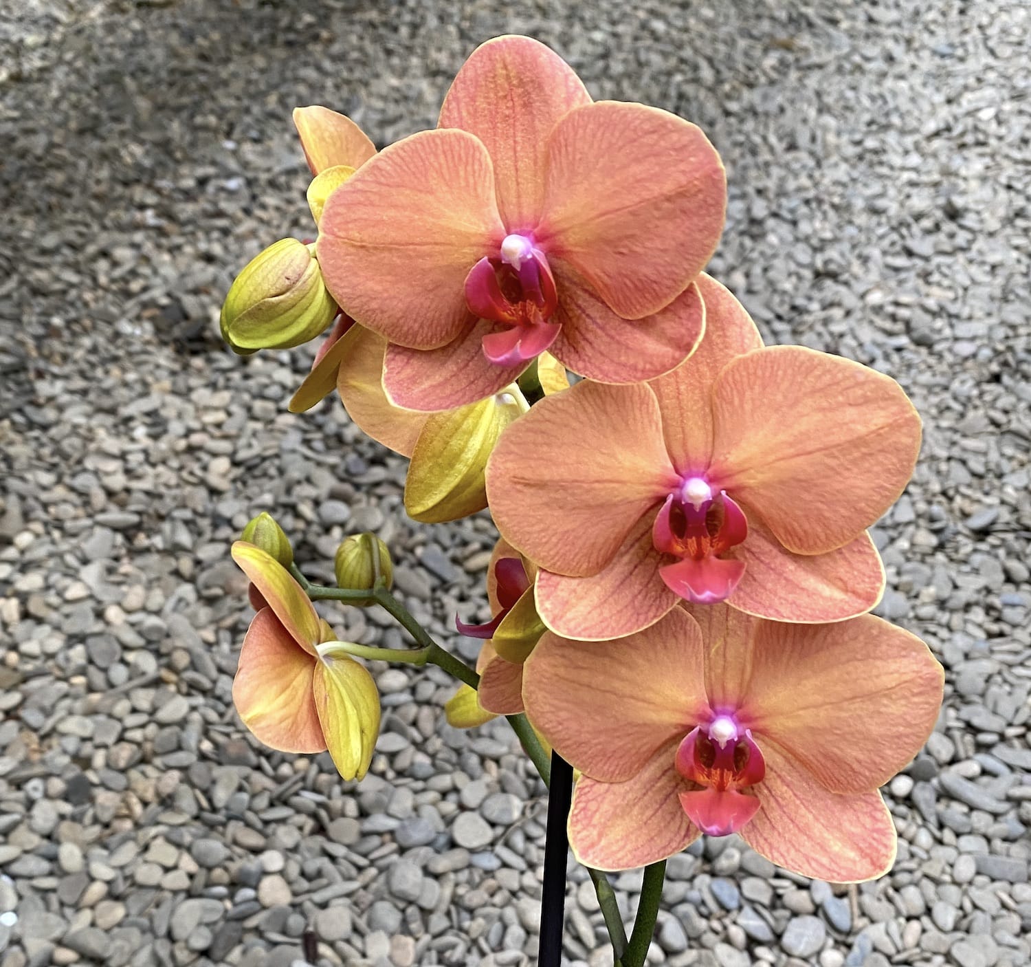 Phalaenopsis Golden Brick (Brother Lee)