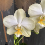 Phalaenopsis Aube Dorée