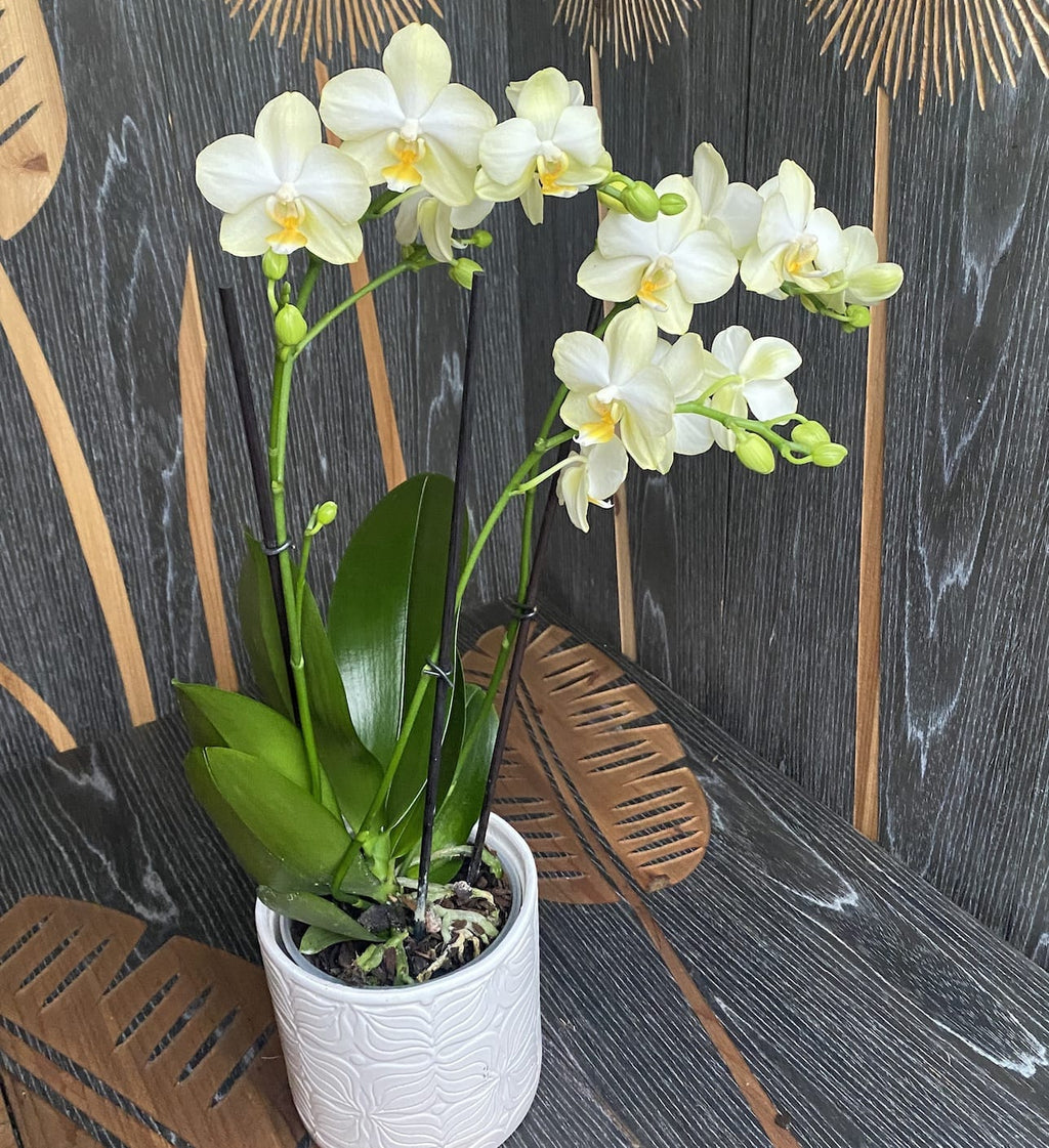 Phalaenopsis Aube Dorée