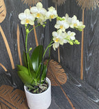 Phalaenopsis Aube Dorée