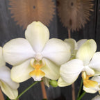 Phalaenopsis Aube Dorée