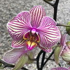Phalaenopsis Good Reason