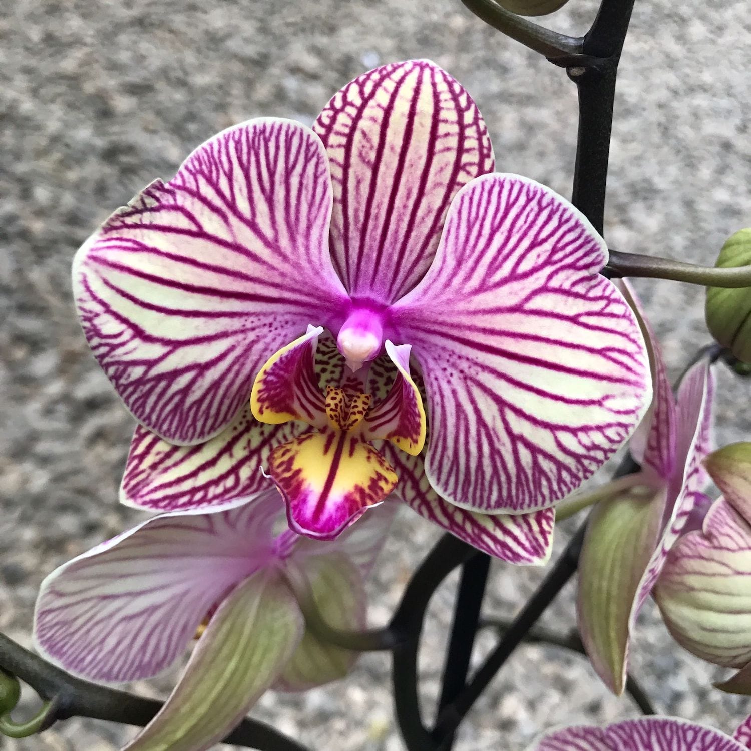Phalaenopsis Bonne Raison
