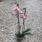 Phalaenopsis Good Reason