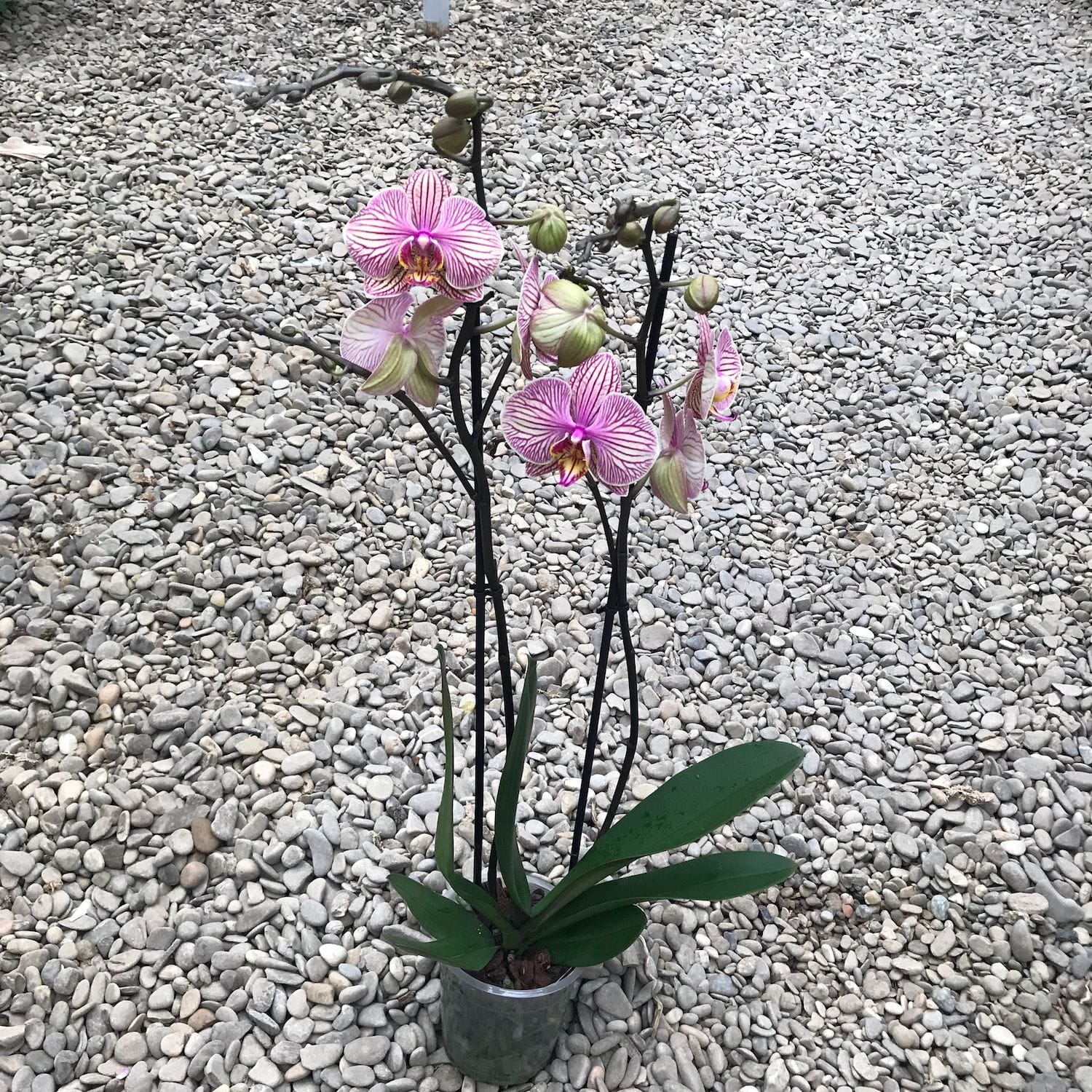 Phalaenopsis Good Reason