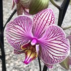 Phalaenopsis Good Reason