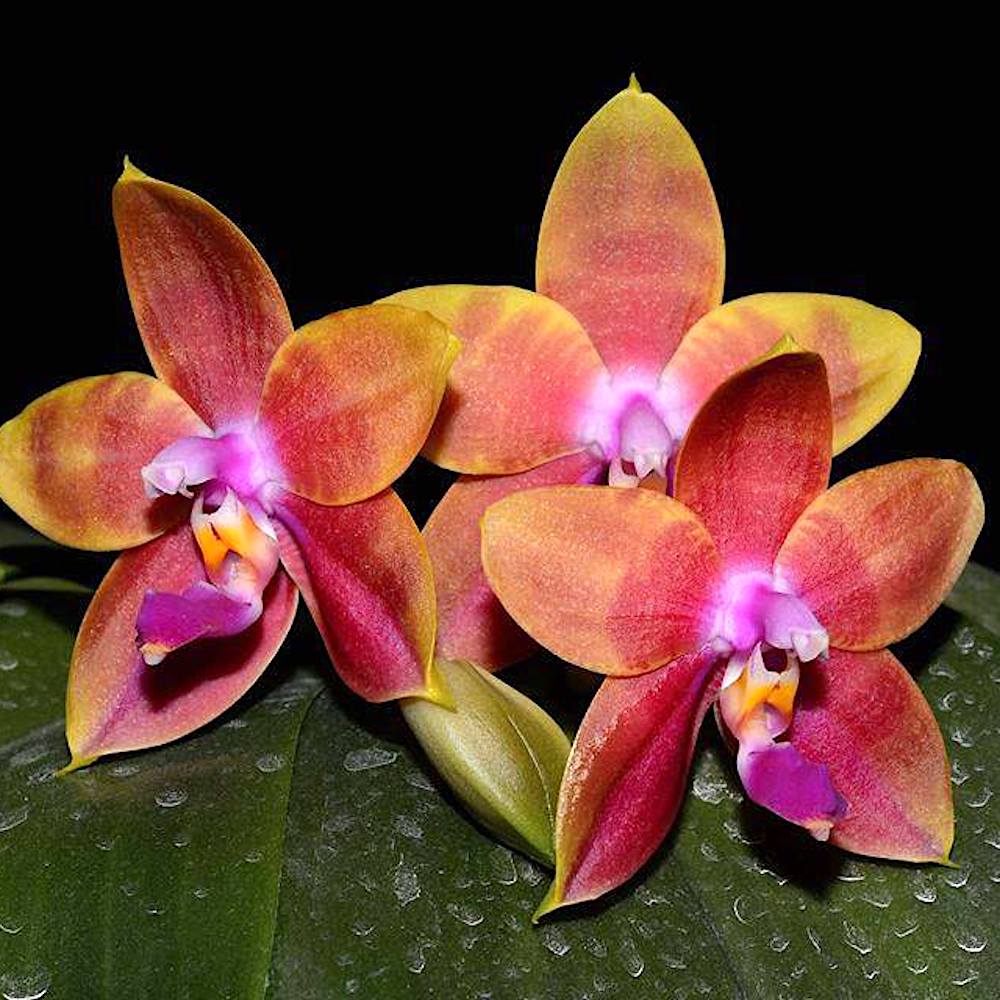 Phalaenopsis Guadalupe Pineda 'Yaphon'