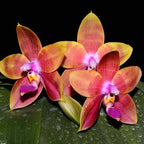 Phalaenopsis Guadalupe Pineda 'Yaphon'