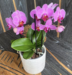 Phalaenopsis Hamburg