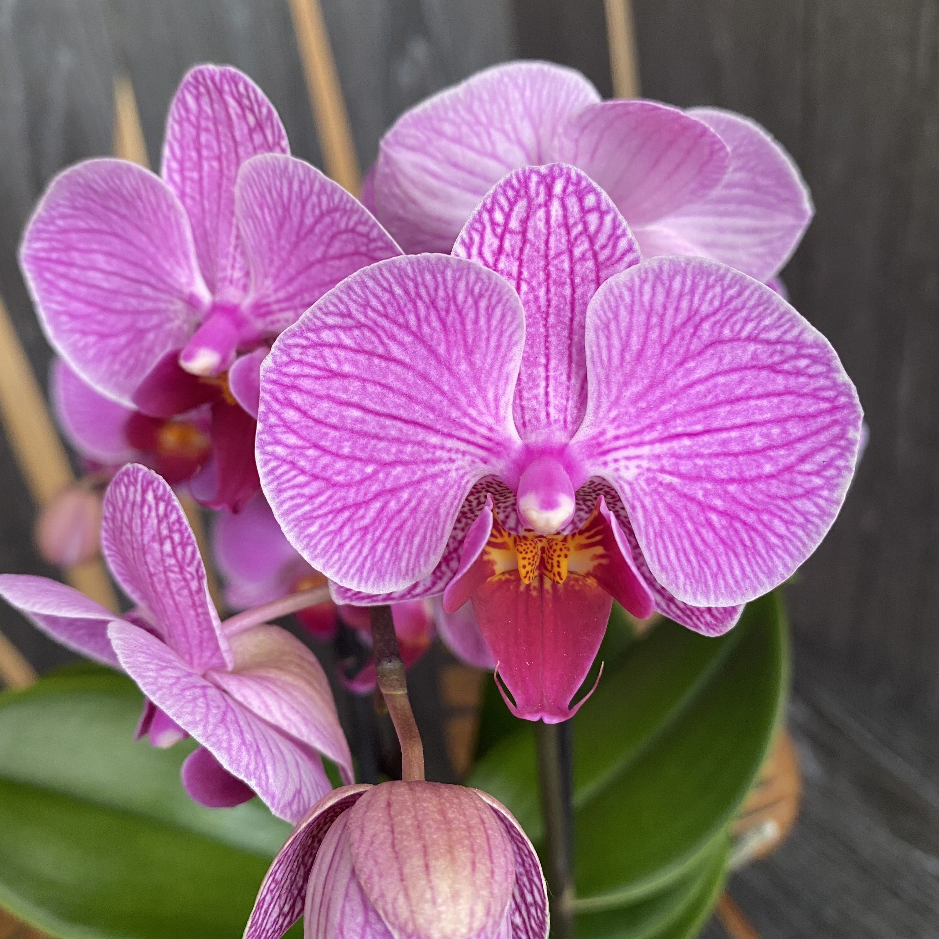 Phalaenopsis Hambourg