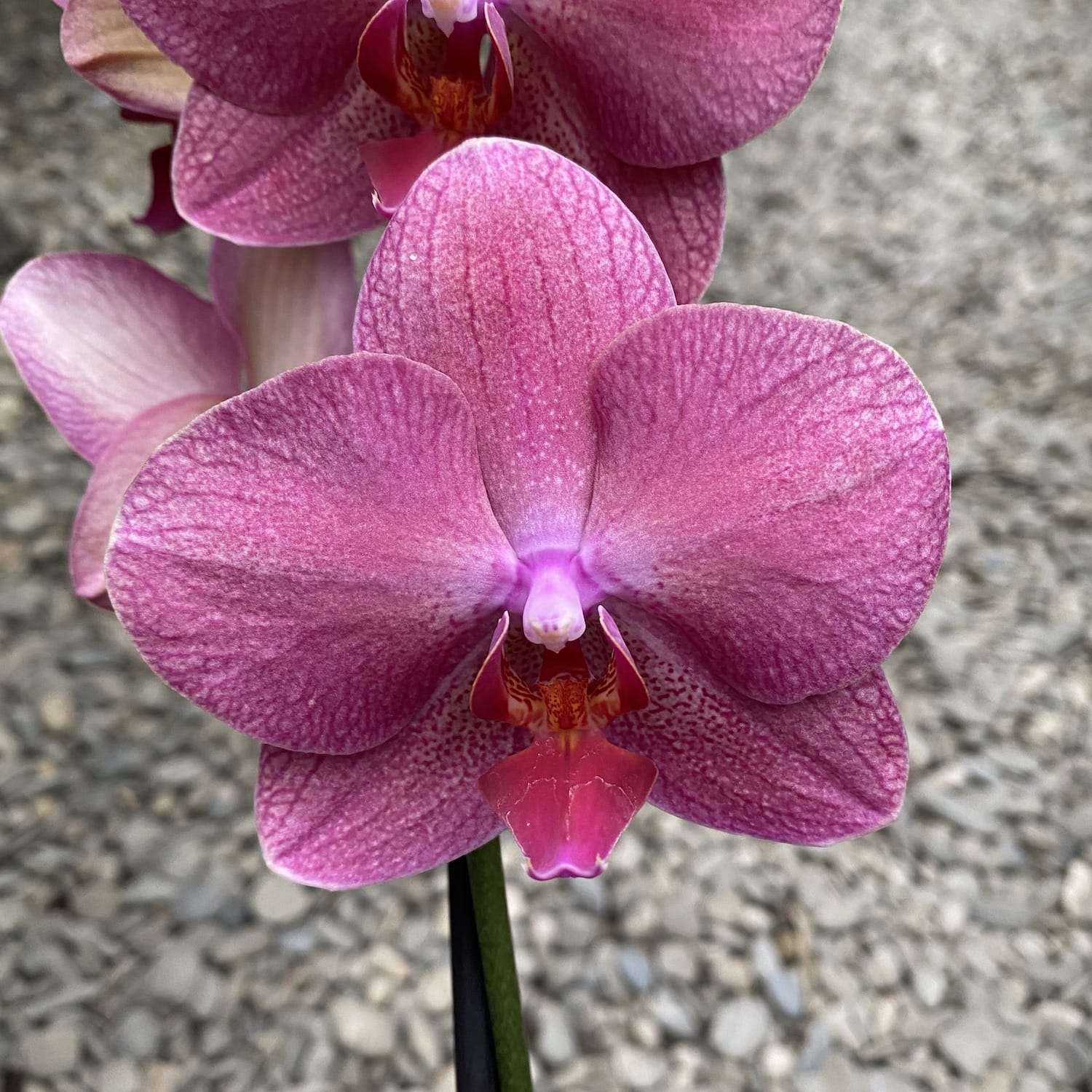 Phalaenopsis Happy Carol