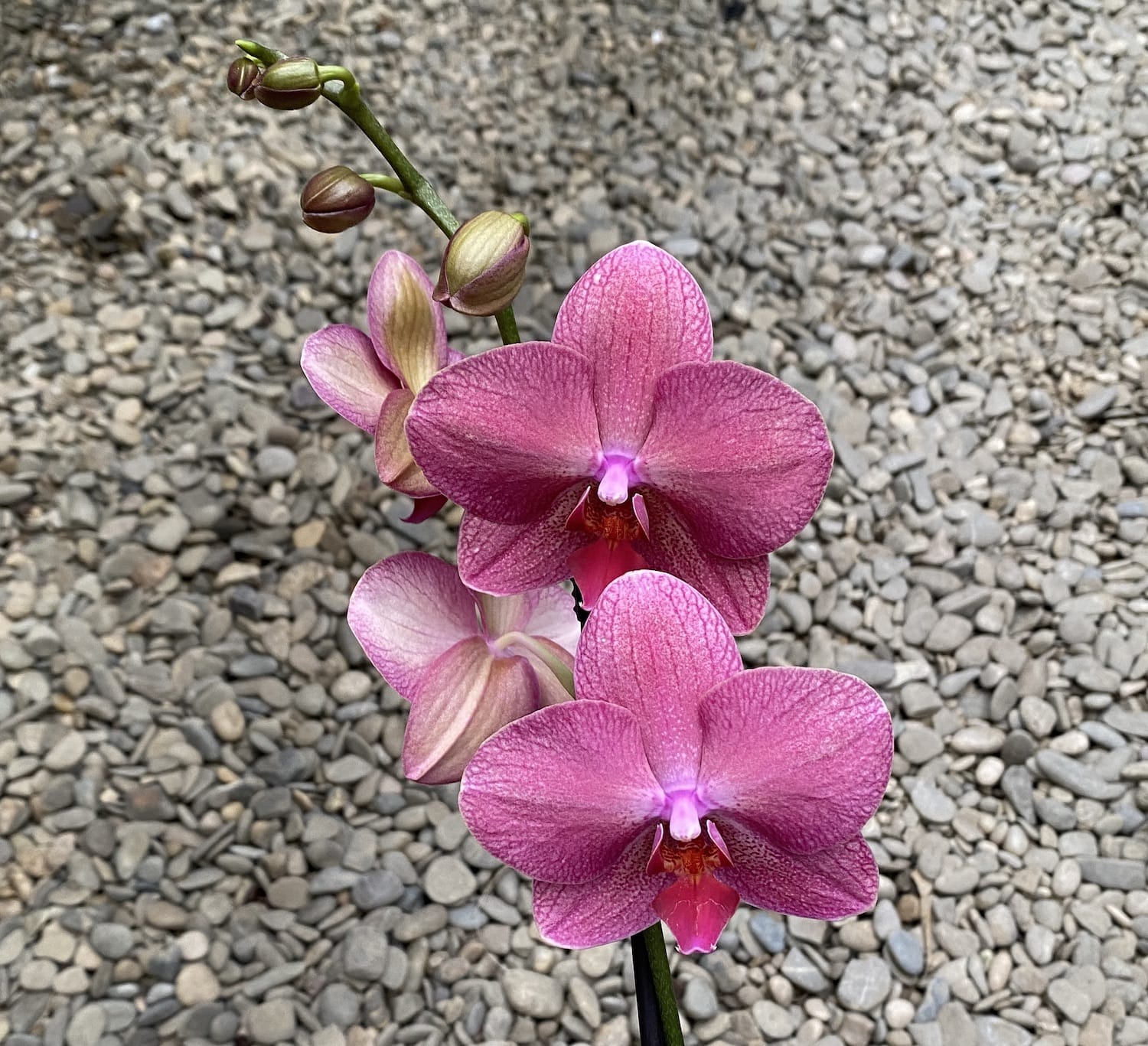 Phalaenopsis Happy Carol