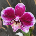 Phalaenopsis Hegel