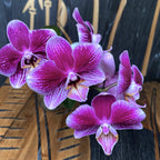 Phalaenopsis Hegel