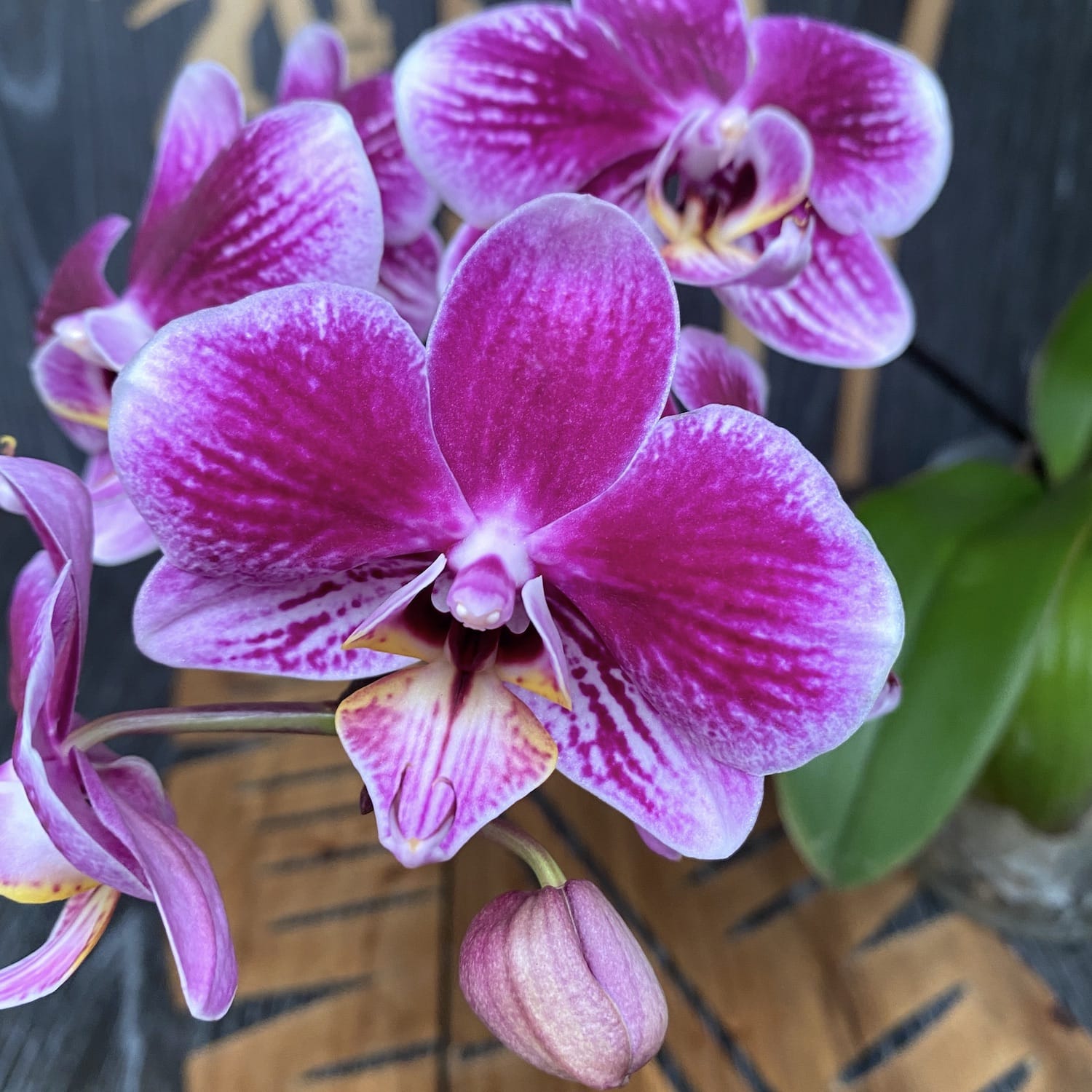 Phalaenopsis Hegel