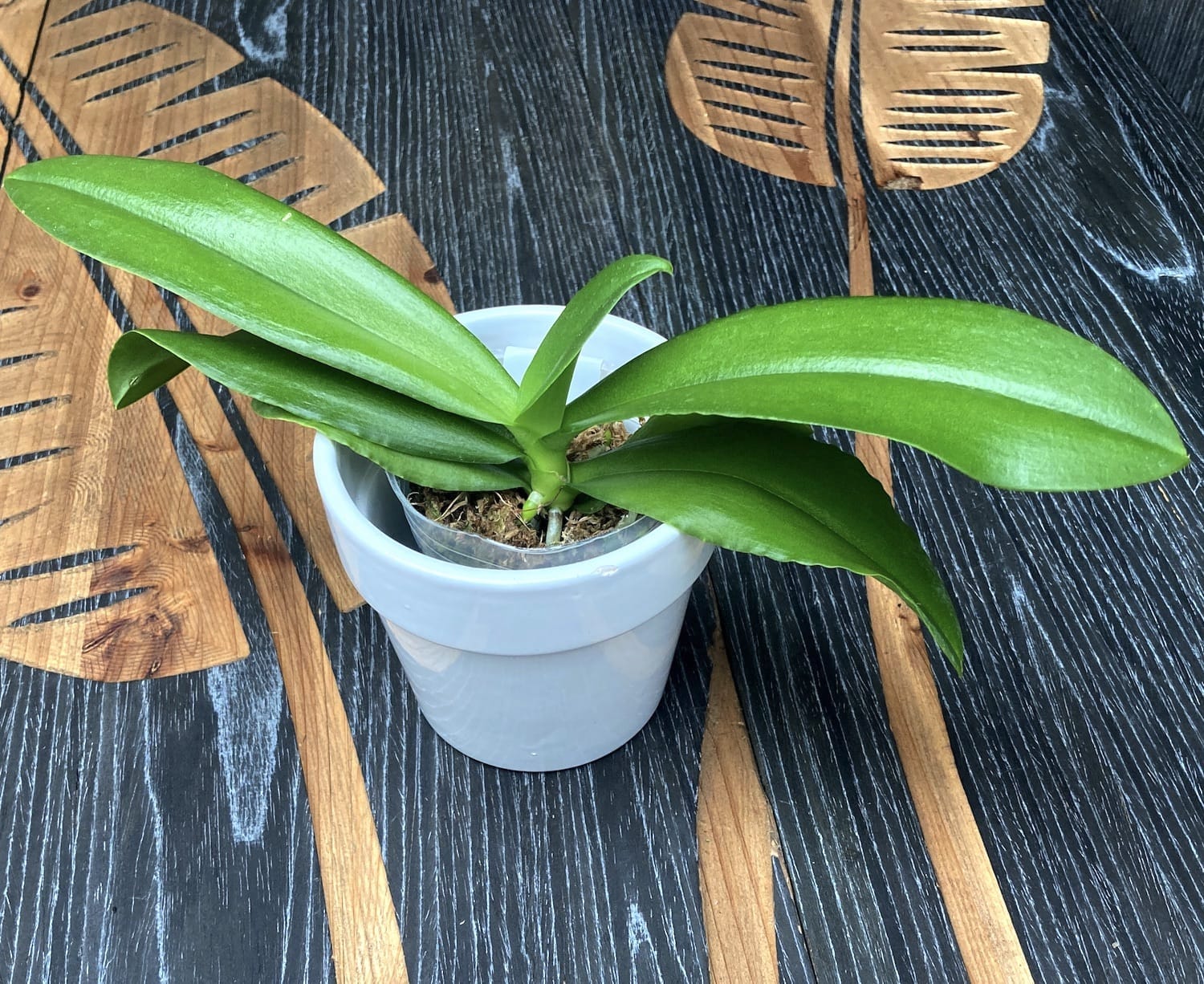 Phalaenopsis Hornglin Moore